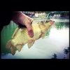 #theculturefish #canalsaintmartin #reins1.2 #parisfishing
