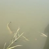 #illex #ultralegers #UL #reins #rockvibes #microjig #siluire #bebe #shimano #waterismystadium #theculturefish #wild #water #sauvage #catchandrelease #carnassier #canaldumidi #carcassonne #peche #texan #plomb #stradic #video #instagram #instafish #frenchto