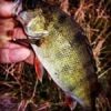 #achiganfishingteam #theculturefish #perche #streetfishing #fishing #fish #belgium