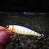 #trout #fishing #illex #tinyfry #france #new #color #THECULTUREFISH