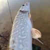 #pike #fishing #instapike #picoftheday #angling #lures #nokill #theculturefish #autumn #Strasbourg #CTI