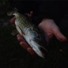 #pike #fishing #lure #angling #predator #theculturefish #pikeoftheday #streetfishing #strasbourg by chokopops