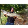 Coup du matin ......#pike  #leurre  #shad #dexter #theculturefish