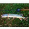 Pike .....#nokill  #theculturefish  #leurre #daiwa