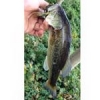 Bass au jig ......#blackbass  #nokill  #theculturefish
