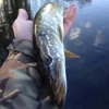 #piky #fishing #esox #esoxlucius #camo #pikeoftheday #theculturefish #swimbait #strasbourg #CTI