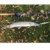 Pike .... #nokill  #theculturefish