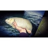 #parisfishing  #theculturefish