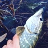 #catchandrelease #nokill #nice #catch#gunki#kaiju#pike#fish#fishing#good#vibes#theculturefish #castingrod #stcroix