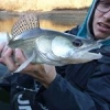sandre en vertical c'est dure dure ces temps ci 1 sandre pour un pot et une belle tape raté pour moi
 #theculturefish
#reins
#Frenchtouchfishing