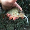 #dropshot #hookersfishing #bubblingshaker #reins #frenchtouchfishing #shimano #theculturefish #findeseriedecapot #sustain #streetfishing #saintcloud