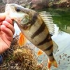 #peche #fish #fishing #perch #rockvibes #reins #waterismystadium #nokill #frenchtouchfishing #culturefish #theculturefish #illex #microjig #aude #france #wild #river #sun #winter #catchandrelease