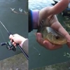 Afterwork - winter fishing session - small perch - Shimano Sustain UL - HOOKERS DROP SHOT - Flat Jerk 4'' #B14 legendary white coffré... !!! #shimanosustain #hookersfishing #reins #frenchtouchfishing #theculturefish #gentlemanfisherman #streetfishing #sei