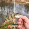 #peche #fish #fishing #perch #rockvibes #reins #waterismystadium #nokill #frenchtouchfishing #culturefish #theculturefish #illex #microjig #aude #france #wild #river #sun #winter #catchandrelease