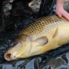 #fish on the #mat !! #carpfishing #carp #outdoors #gopro #instadaily #lake #photography #bigfish #freswater #fox #karper #fishon #theculturefish #instafish #CTI