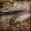 #thymalus #tenkara #theculturefish #thymalustymalus #thymalusthymalus #thegraylingparade #traditionaltenkara #ombre #peche #pechesportive #sportfishing #fish #fishing #flyfihing #flyfishing #flyfishingaddict #fishingpictureoftheday #gobage #lovefishing #c