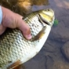 #peche #daiwa #leurre #wild #riviere #sun